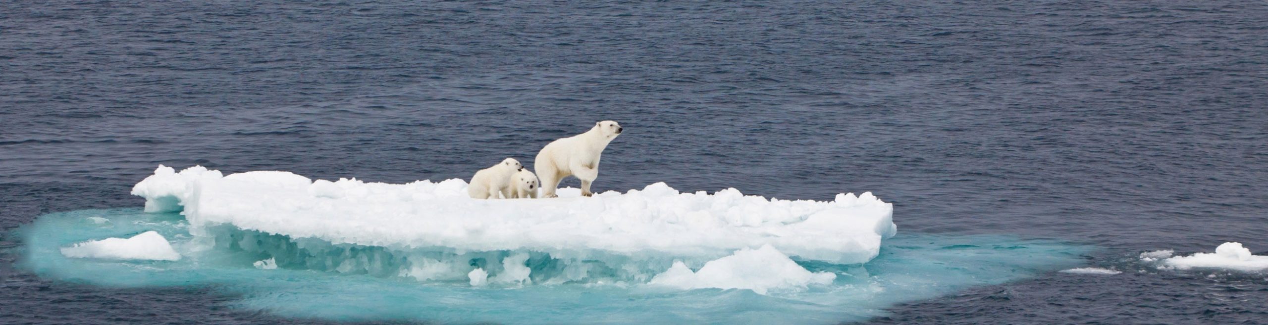 IJsberen op ijsschots