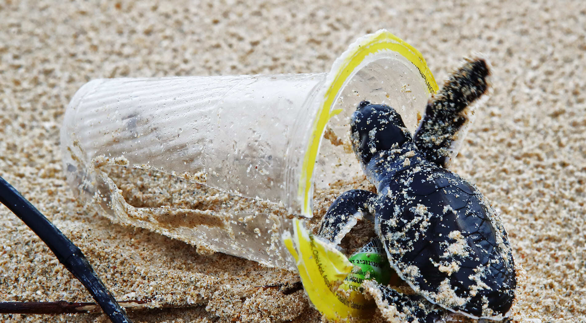 Schildpad in een plastic beker
