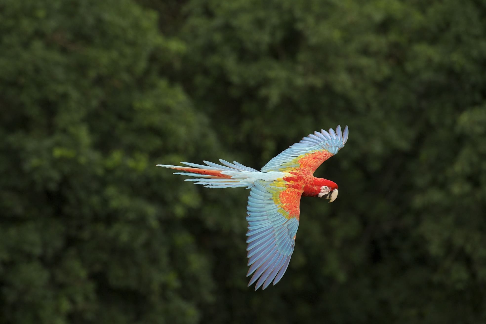 Papegaai boven het regenwoud